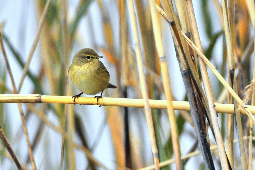Sylvidae: Lu piccolo